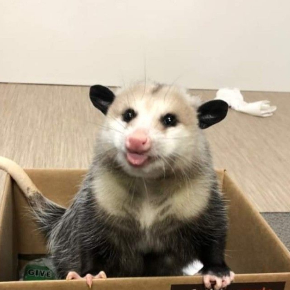 Meet your Posher, Gallonofpossums